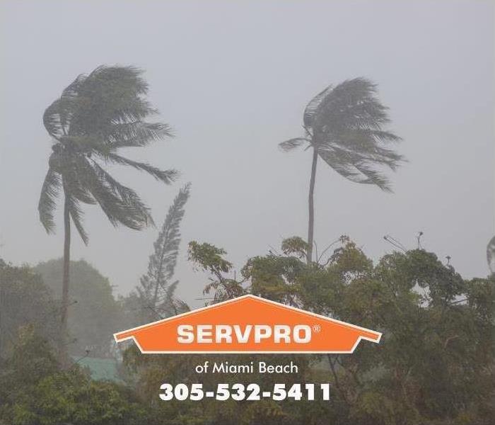 Palm tree in a storm