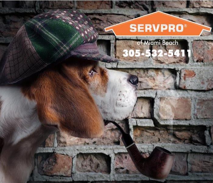 A beagle is shown dressed up like a detective, wearing a cap and smoking a pipe like Sherlock Holmes.