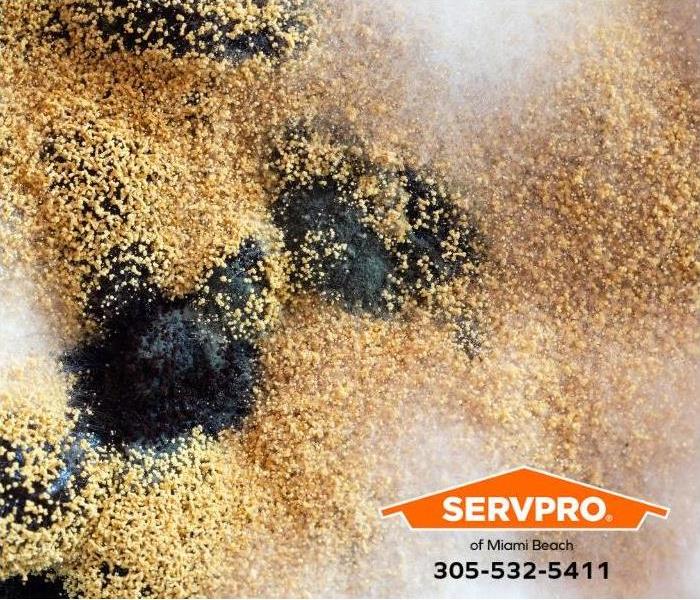 A closeup of mold spores is shown. 