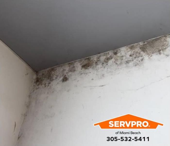 Mold covers a wall in a home.