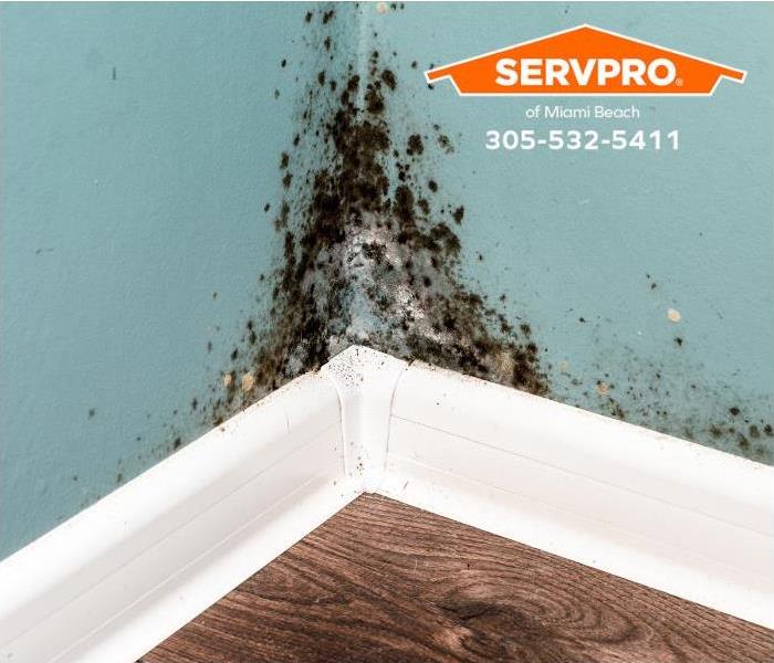 A mold outbreak in the corner of a room is shown.