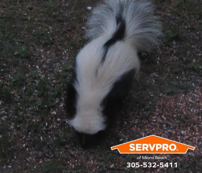 A Florida striped skunk forages in the early hours of the morning.